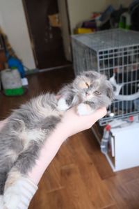 Висловухе кошеня Ванілька