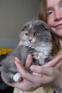 Висловухе кошеня Ванілька