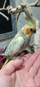 Корела пташенята Філя і Фіма