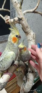 Корела пташенята Філя і Фіма