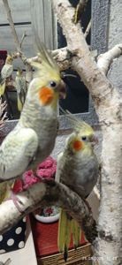 Корела пташенята Філя і Фіма