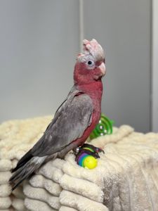 Ручний викормиш какаду Гала, рожевий какаду, розмовляючий папуга какаду, ніжний домашній папуга