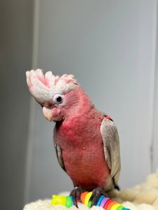 Ручний викормиш какаду Гала, рожевий какаду, розмовляючий папуга какаду, ніжний домашній папуга