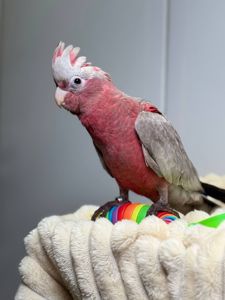 Ручний викормиш какаду Гала, рожевий какаду, розмовляючий папуга какаду, ніжний домашній папуга