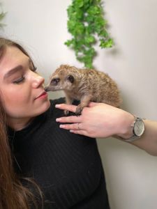 Милые сурикаты, сурикаты ручные, домашние рисунки сурикаты