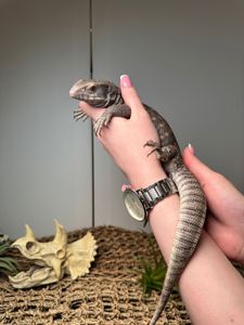 Ручний капський варан, степовий варан, ящірка варан, домашня ящірка, варан Боска