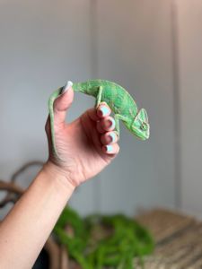 Ємеснький хамелеон, ручний хамелеон, йеменський, еменский, хамелеон зі шлмемом, зелений хамелеон