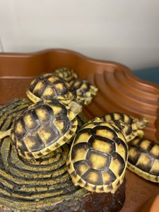 Сухопутна черепашка різних видів, малюки черпахи, домашня черепаха, балканська черепаха ручна