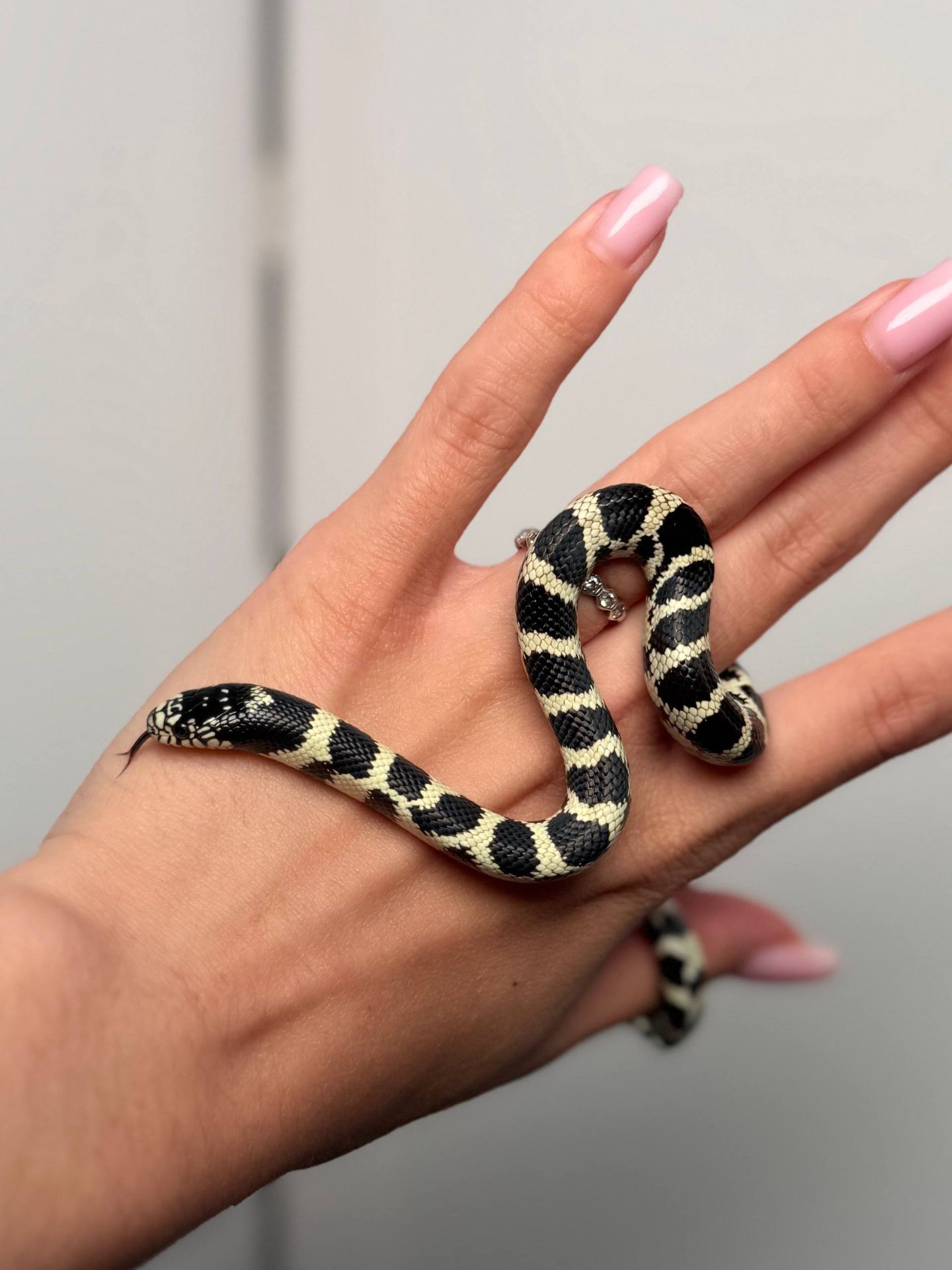 Каліфорнійська королівська змія, ручна королівська змійка