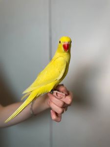 Намистовий ожереловий папуга, розмовляючий ручний папуга, кільчастий папуга Крамера