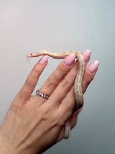 Каліфорнійська королівська змія, ручна королівська змійка