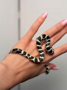 Каліфорнійська королівська змія, ручна королівська змійка