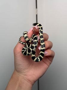 Каліфорнійська королівська змія, ручна королівська змійка