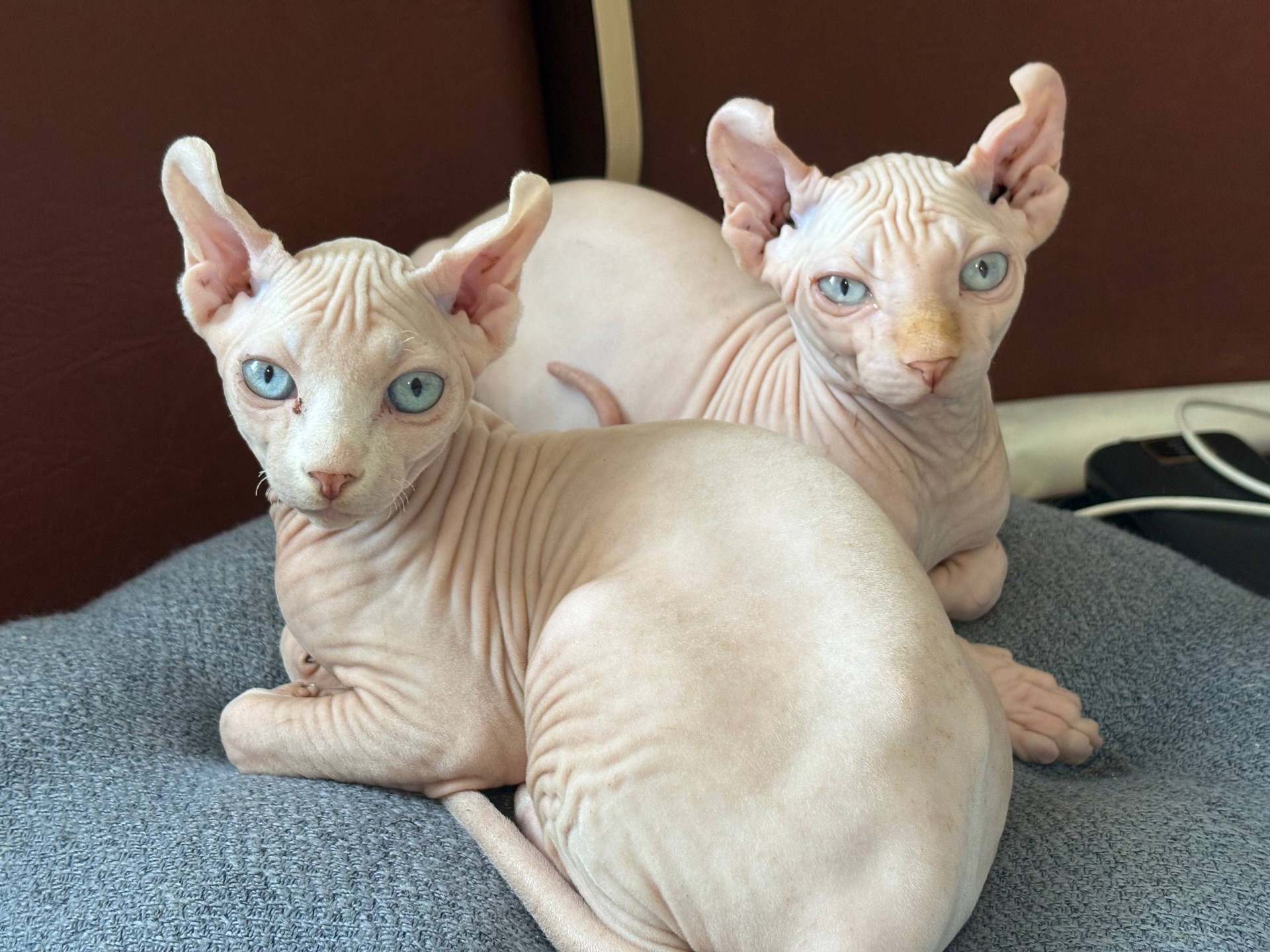 Кошенята сфінкса