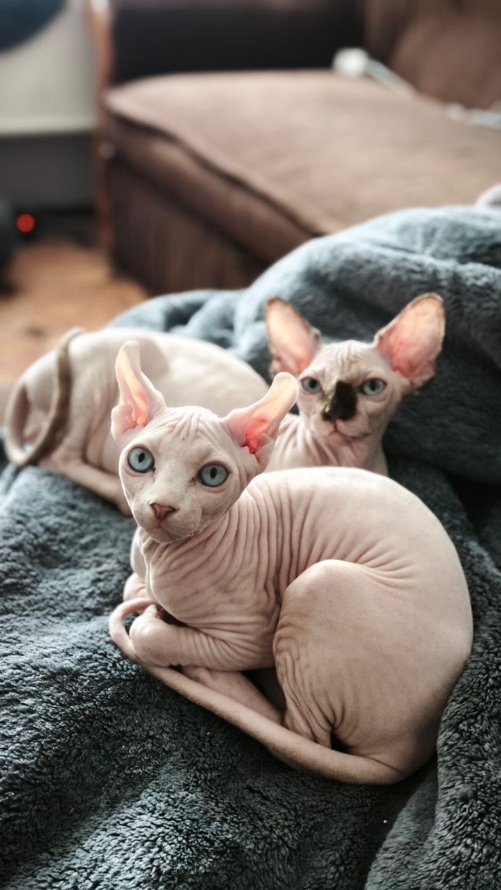 Кошенята сфінкса