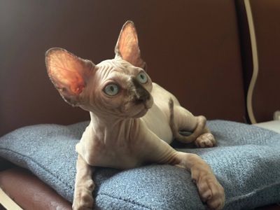 Кошенята сфінкса