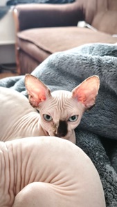 Кошенята сфінкса