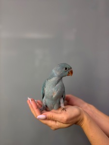 Намистовий папуга, Ожереловий папуга, ручні пташенята викормиші