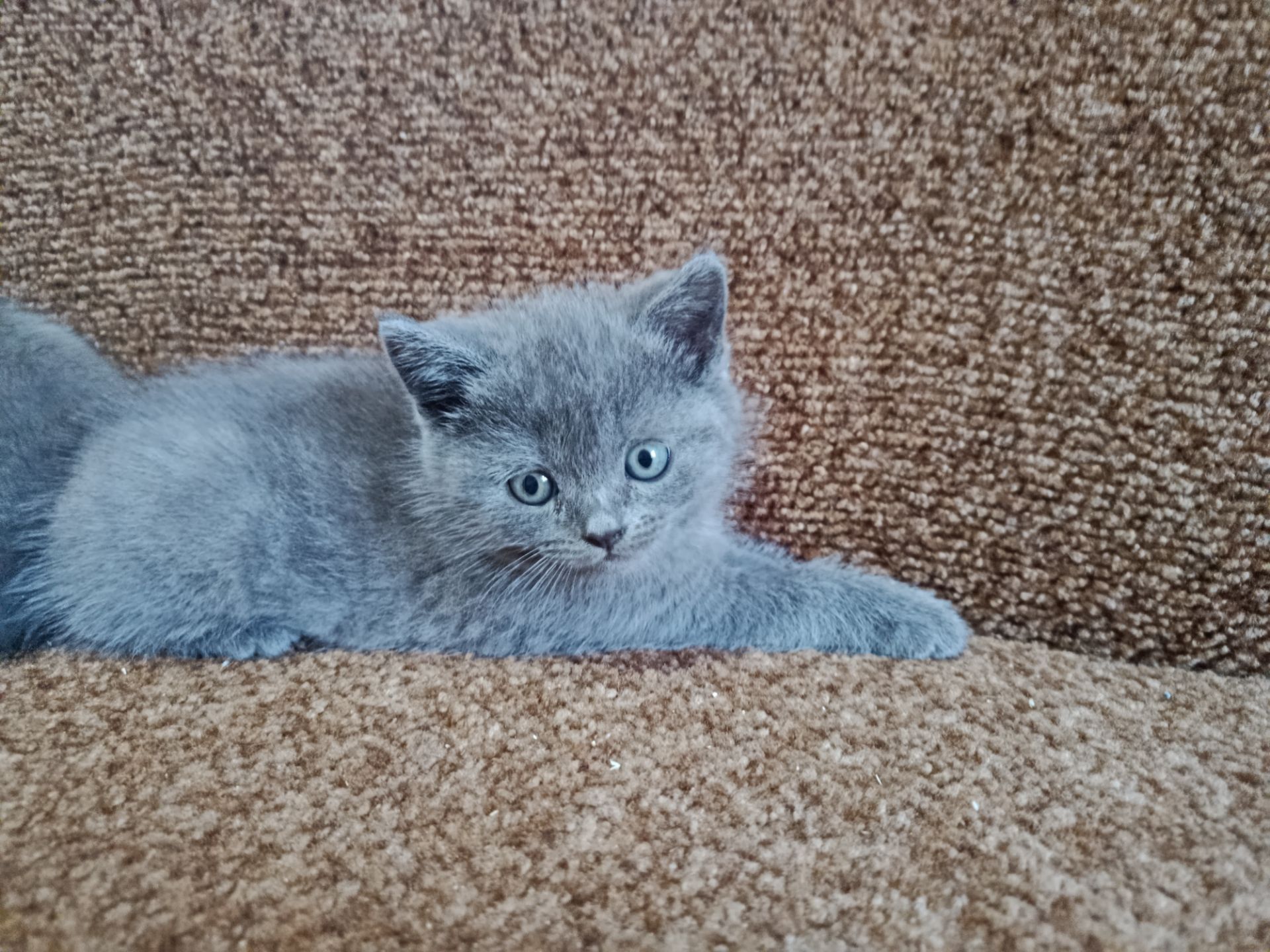 Кошенята британець, шотландець