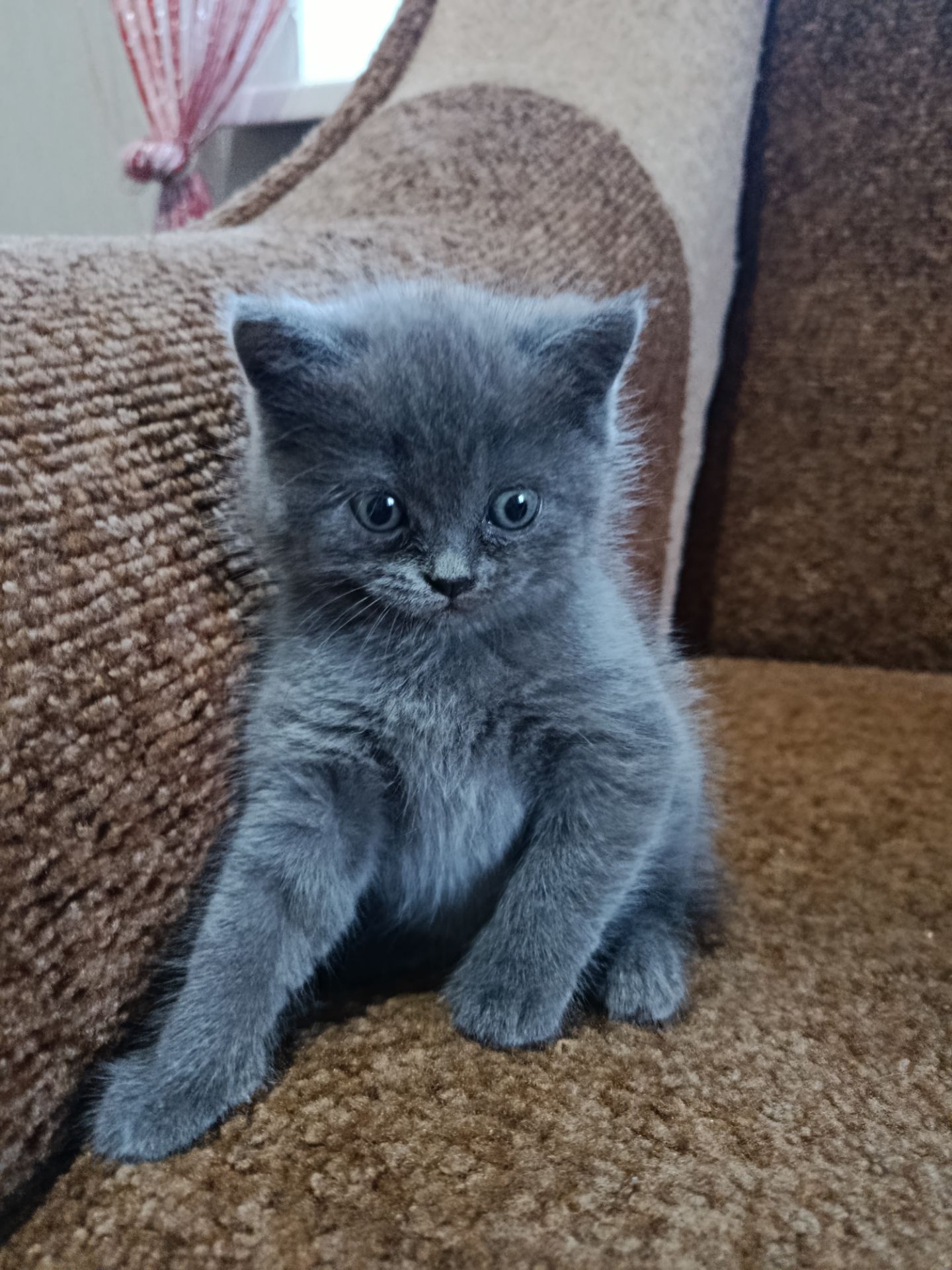 Кошенята британець, шотландець