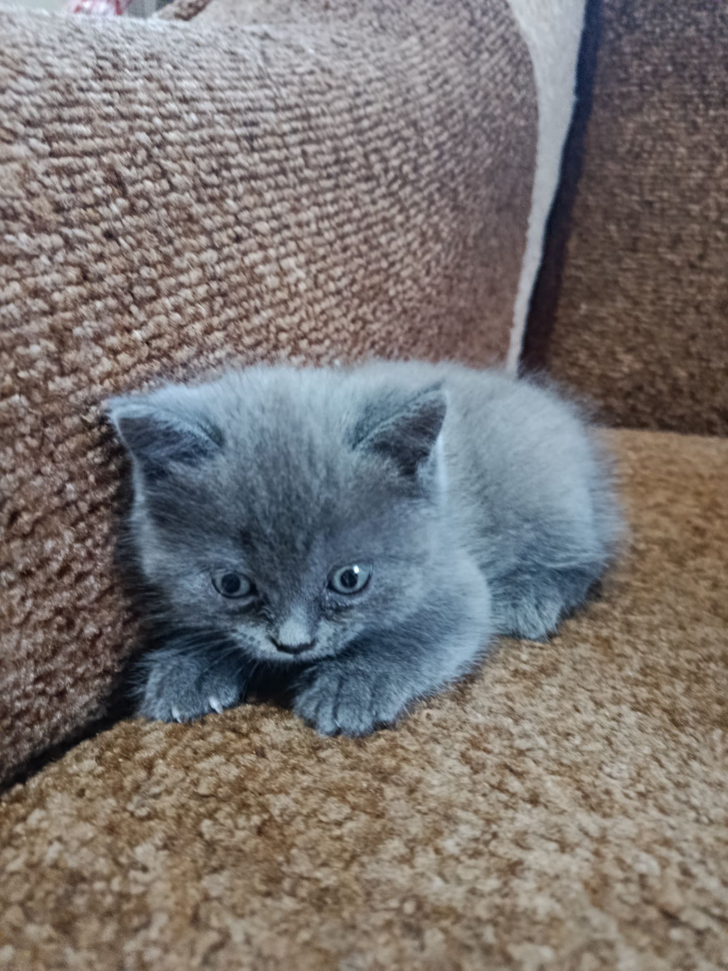 Кошенята британець, шотландець