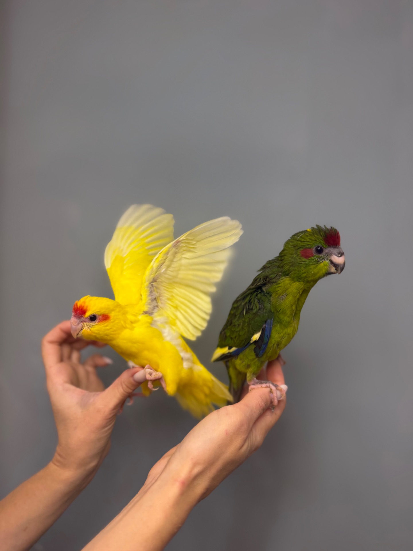 Пташенята какаріки, какарик, ручні маленькі какарики