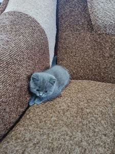 Кошенята британець, шотландець