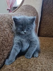 Кошенята британець, шотландець