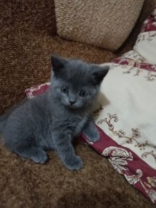 Кошенята британець, шотландець
