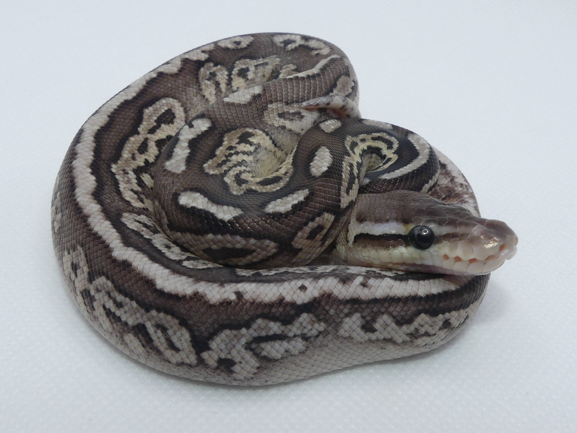 Королівський пітон Pewter het. Pied