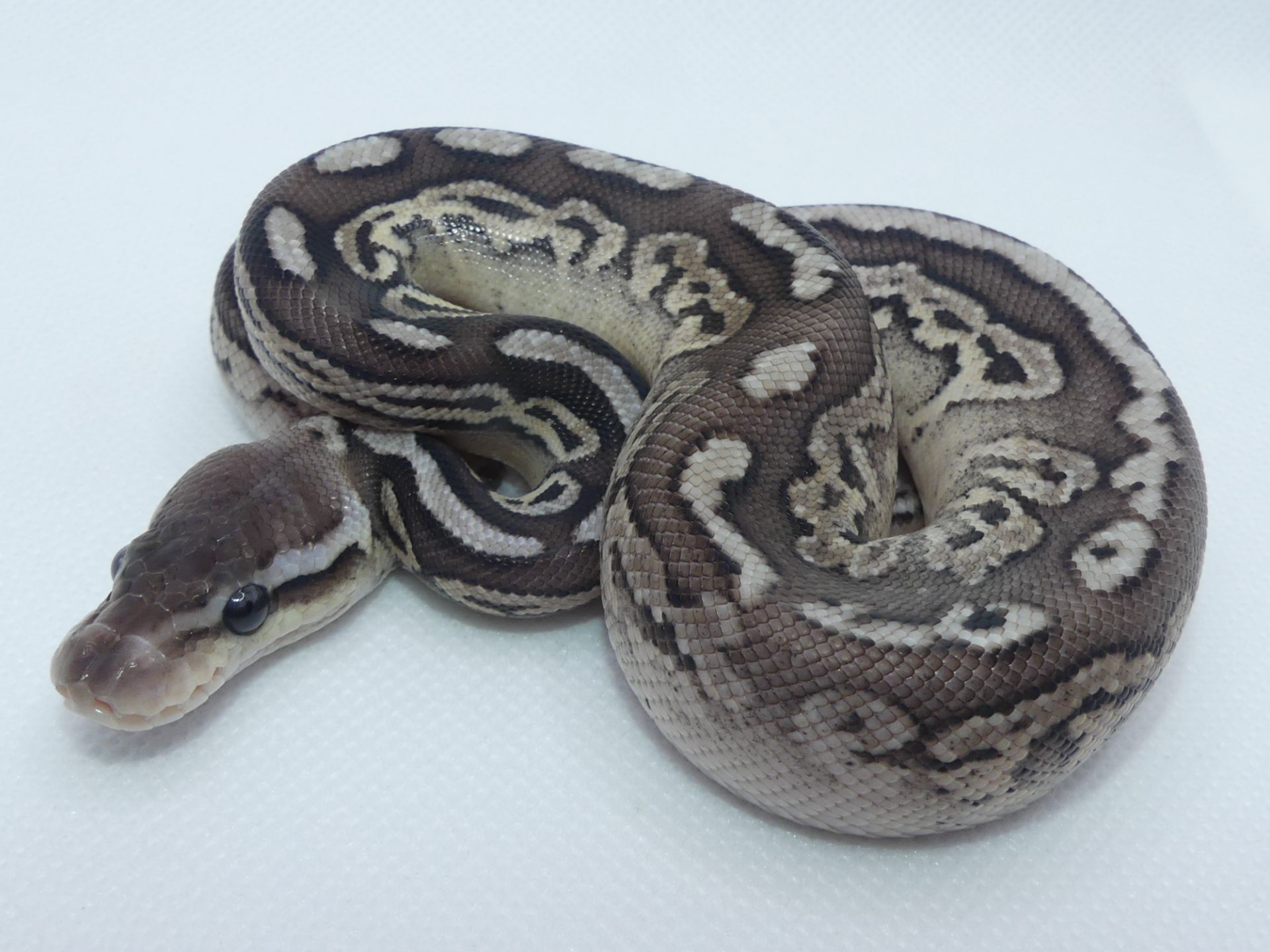 Королівський пітон Pewter het. Pied