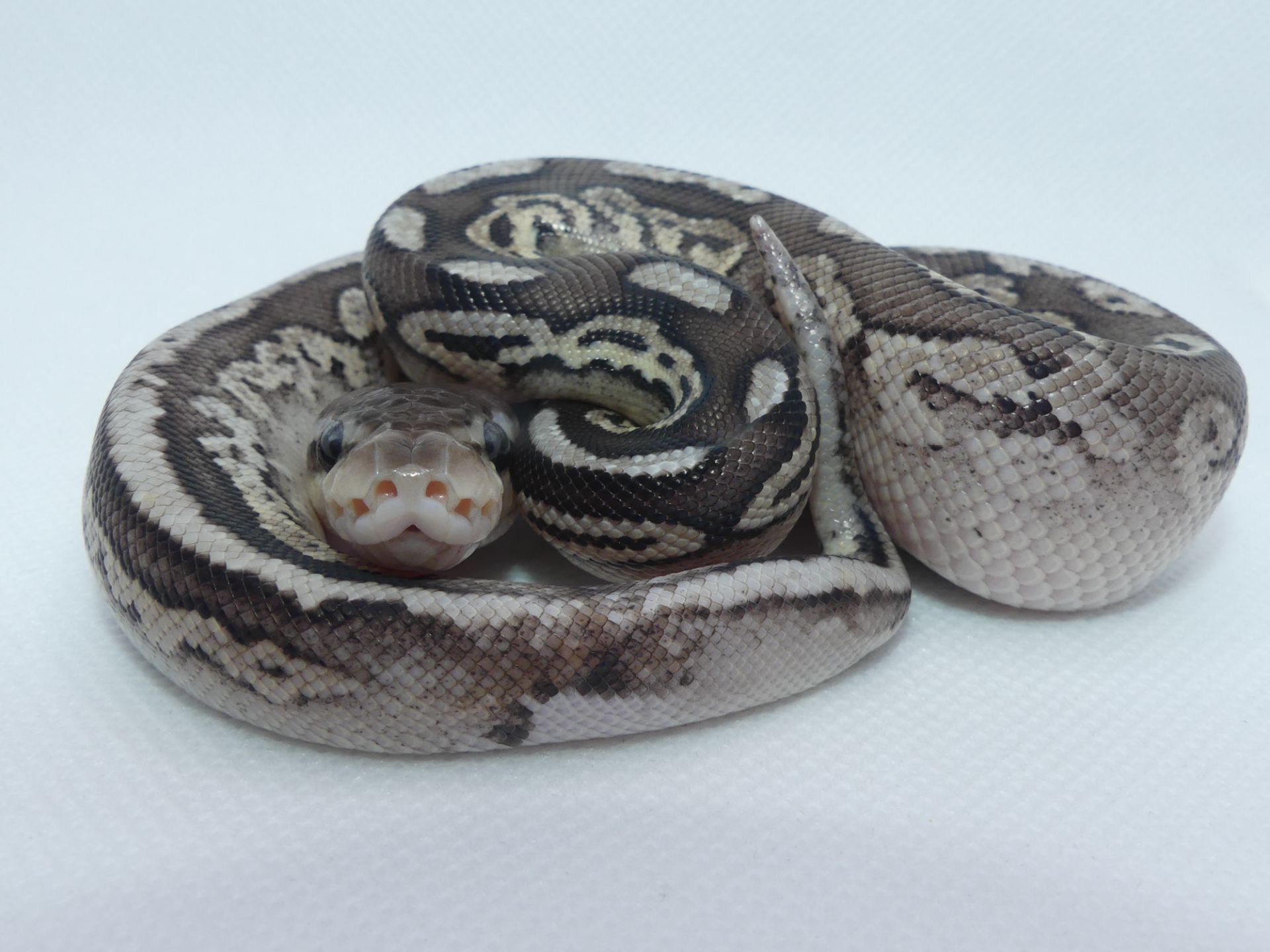 Королівський пітон Pewter het. Pied