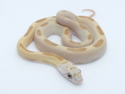 Маїсові полози Sundust Stripe