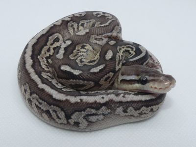 Королівський пітон Pewter het. Pied