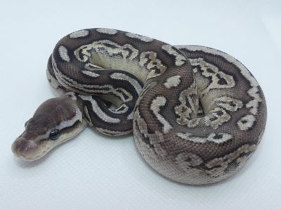 Королівський пітон Pewter het. Pied