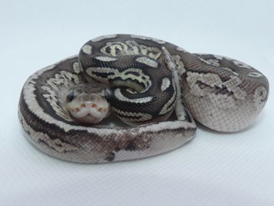 Королівський пітон Pewter het. Pied
