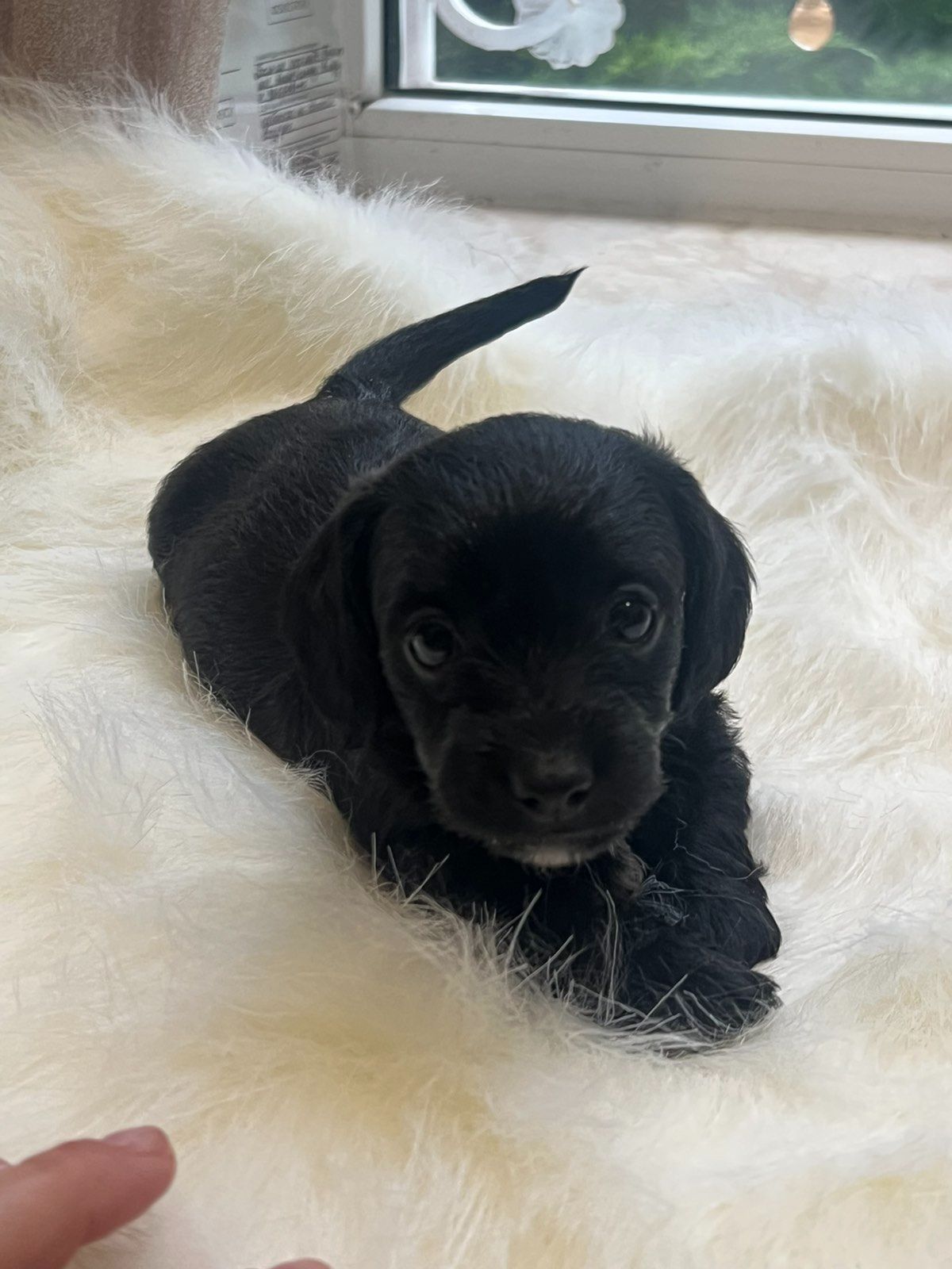 Эксклюзивный гибрид таксы и мальтипу- Doxiepoo