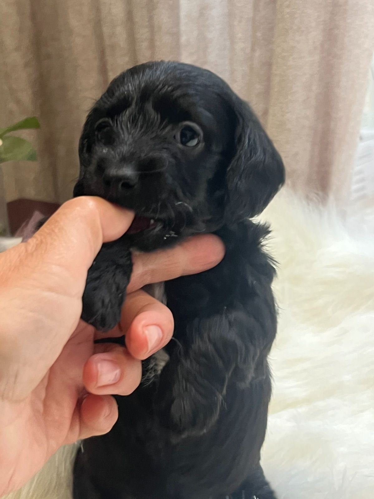 Эксклюзивный гибрид таксы и мальтипу- Doxiepoo