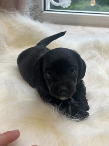 Эксклюзивный гибрид таксы и мальтипу- Doxiepoo