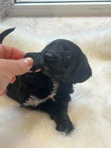 Эксклюзивный гибрид таксы и мальтипу- Doxiepoo