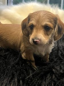 Эксклюзивный гибрид таксы и мальтипу- Doxiepoo
