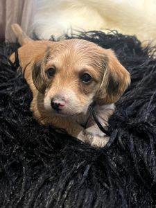 Эксклюзивный гибрид таксы и мальтипу- Doxiepoo
