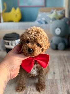 Плюшевий хлопчик мальтіпу