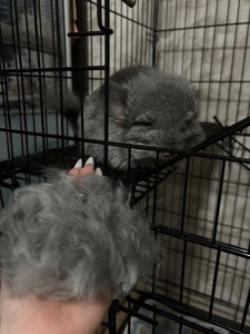 Віддам 2 шиншил
