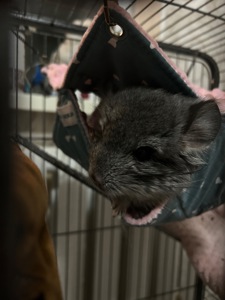 Віддам 2 шиншил