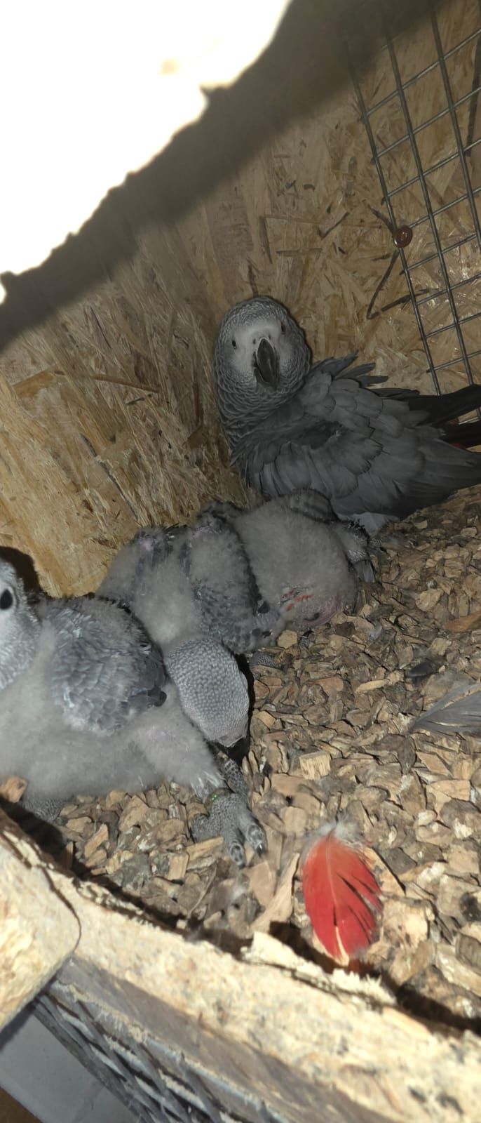 3 папуг жако