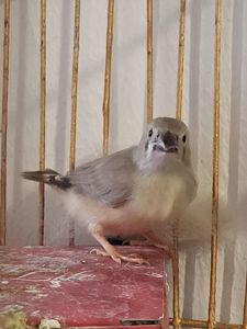 Амадіна власного розведення