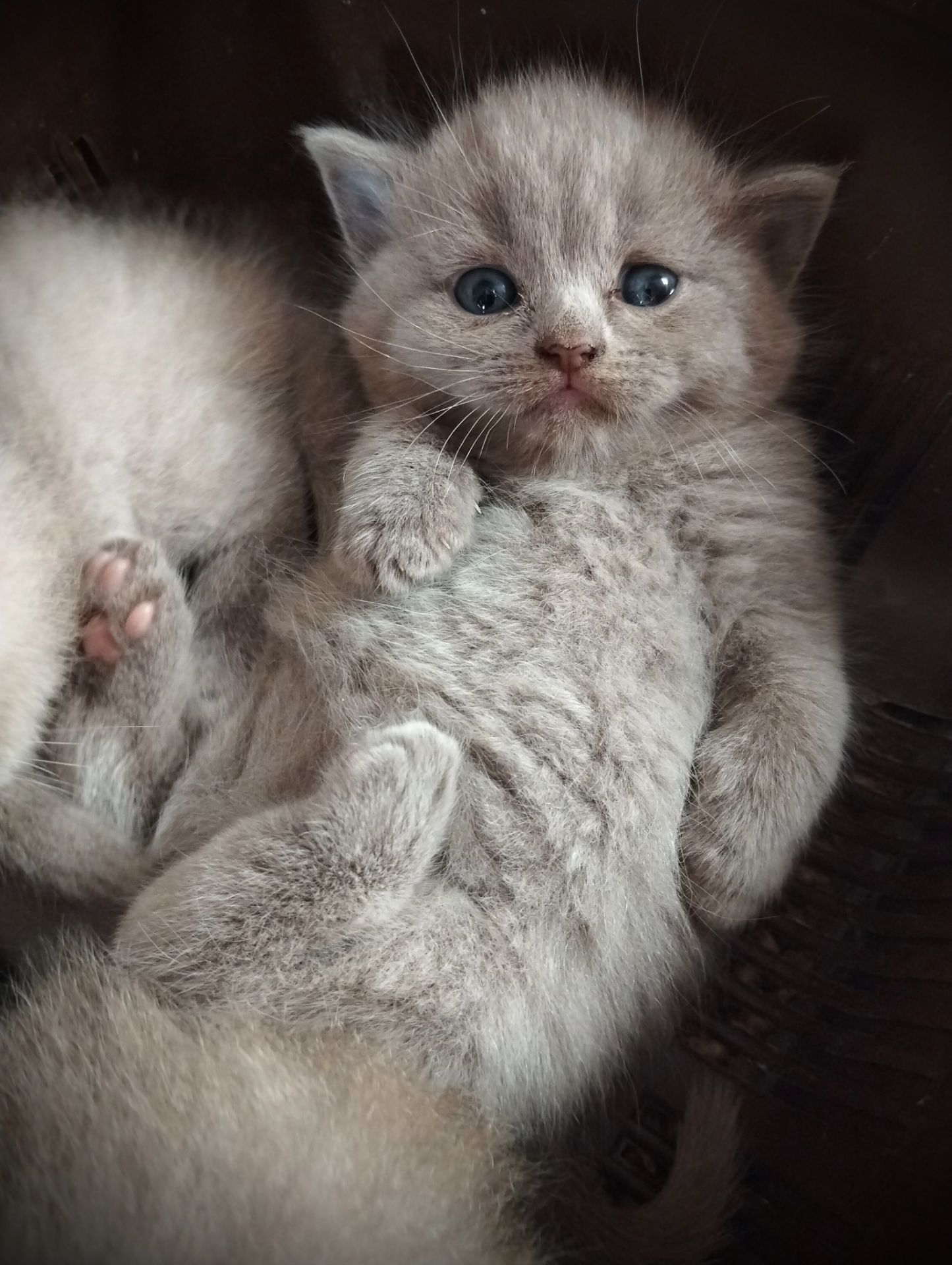 Котята шотландские