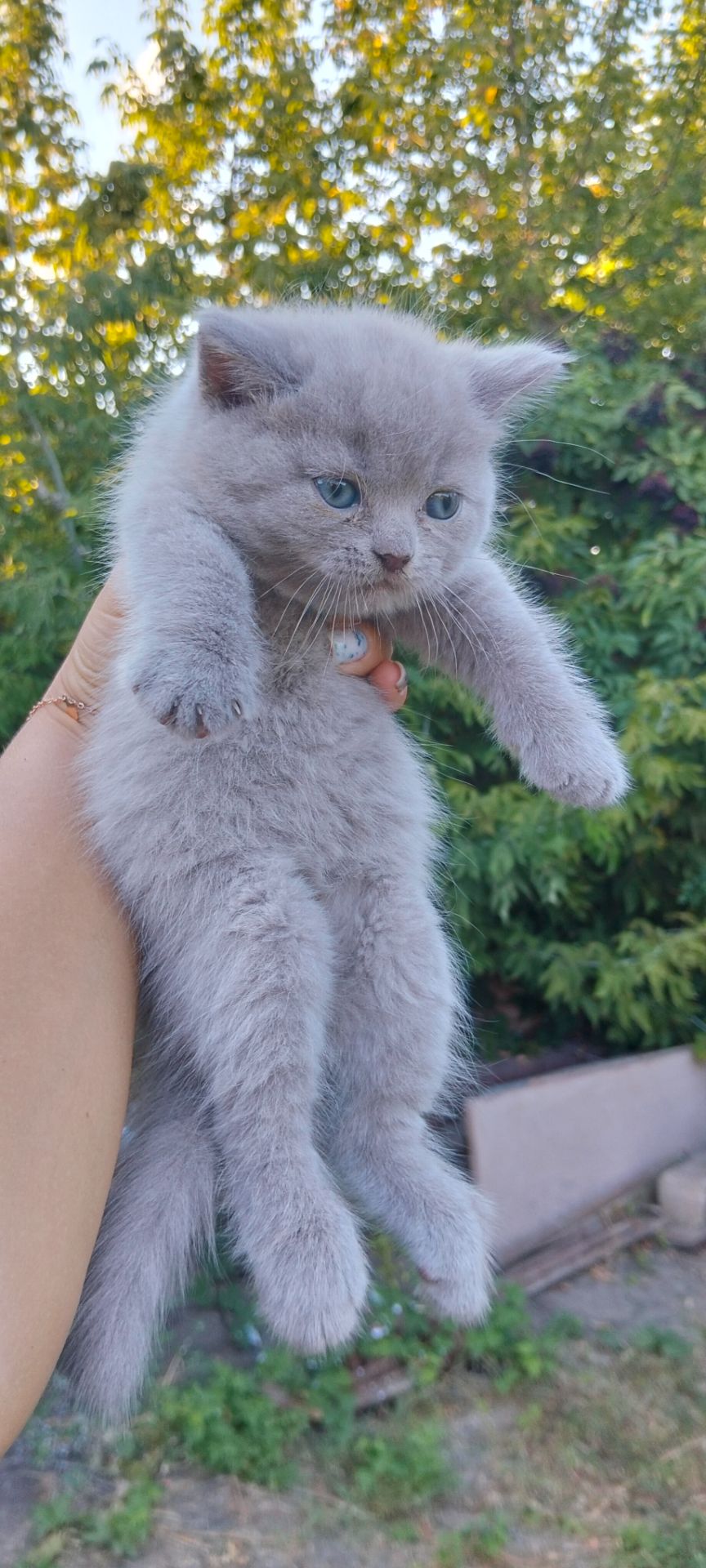 Котята шотландские