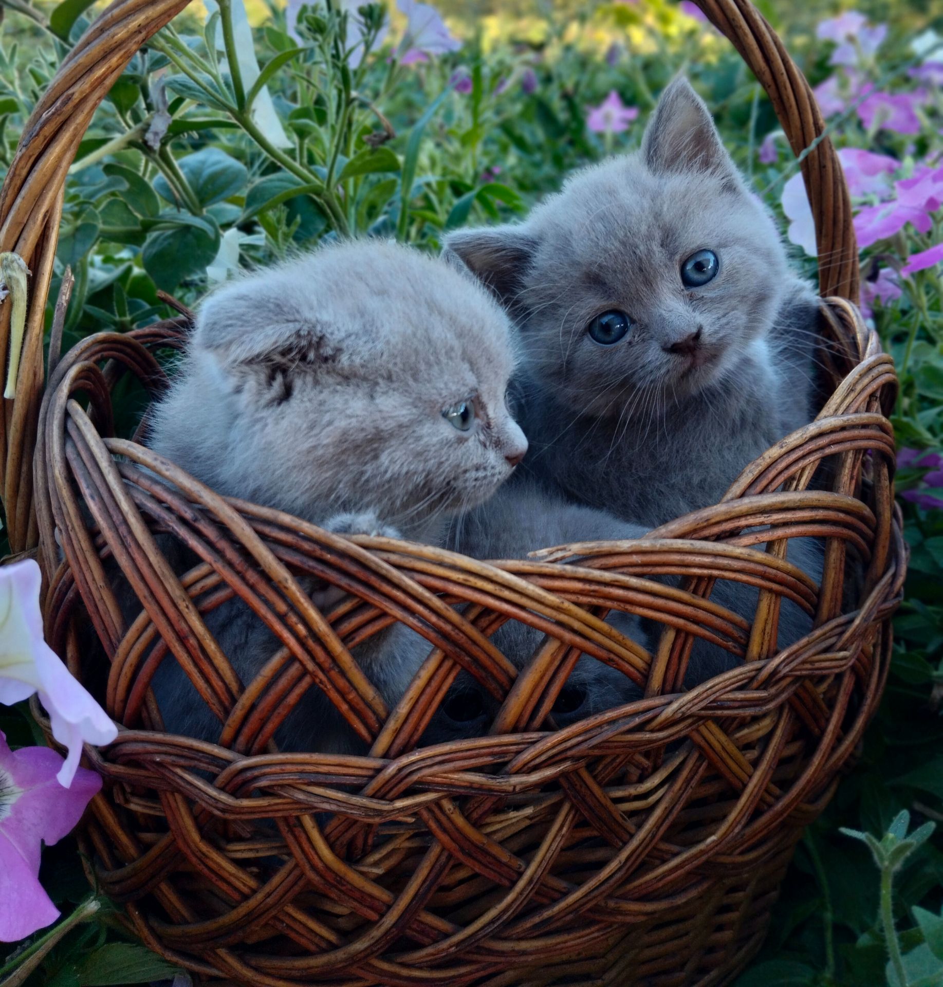 Котята шотландские